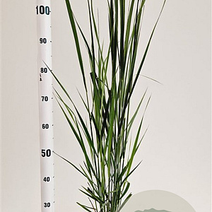 Panicum virgatum 'Northwind' 60-80 cm 2,5L