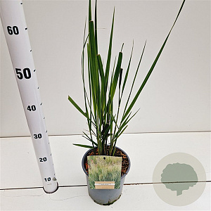 Panicum virgatum 'Northwind' gm 4,0L