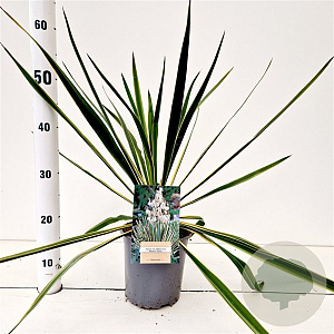 Yucca filamentosa 'Bright Edge' 40-50 cm 7,5L