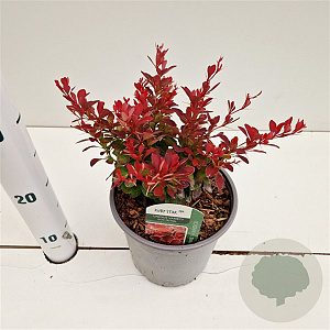 Berberis thunbergii 'Ruby Star' 20-30 cm 2,5L