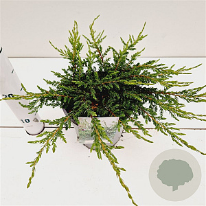 Juniperus comm. 'Repanda' 25-30 cm 2,5L
