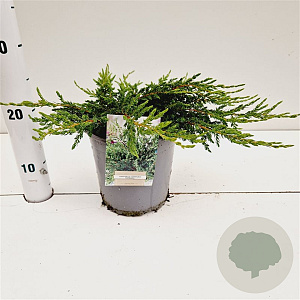 Juniperus comm. 'Repanda' 25-30 cm 2,5L