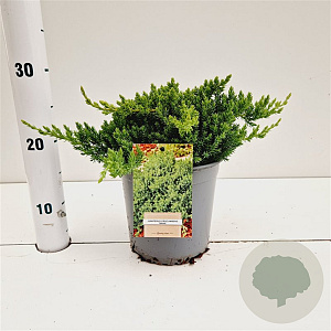 Juniperus procumbens 'Nana' 25-30 cm 2,5L