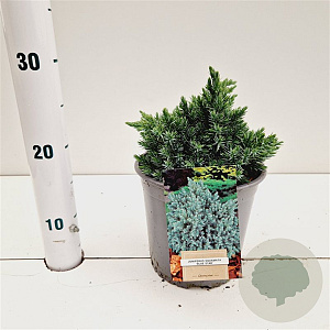 Juniperus squamata 'Blue Star' 20-30 cm 2,5L