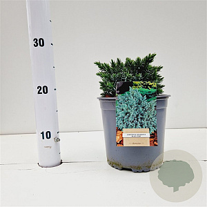 Juniperus squamata 'Blue Star' 20-30 cm 2,5L