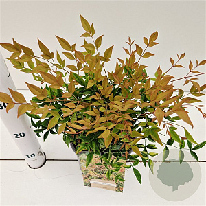 Nandina domestica 'Gulfstream' 25-30 cm 2,5L