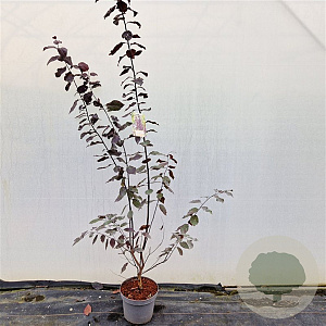 Prunus cer. 'Nigra' 150-175 cm 7,5L