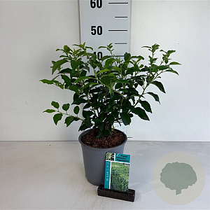 Prunus l. 'Angustifolia' 30-40 cm 2,5L