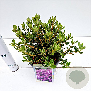 Rhododendron impeditum select 25-30 cm 3,0L