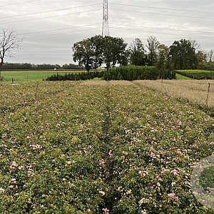 Rosa (P) 'The Fairy' 20-25 cm C1.5