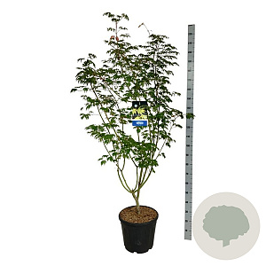 Acer Arctic Jade 170-200 cm cont. 55L extra