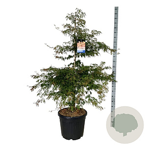 Acer Ice Dragon 150-175 cm cont. 55L extra