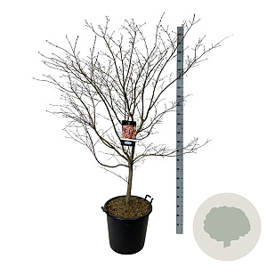 Acer North Wind 150-175 cm cont. 55L extra
