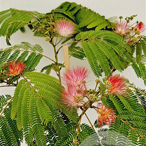 Albizia julibr. Ombrella 125-150 cm 10L