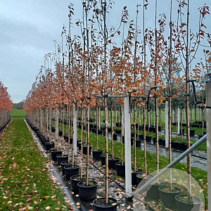 Amelanchier arborea 'Robin Hill' 8-10 HO 45L