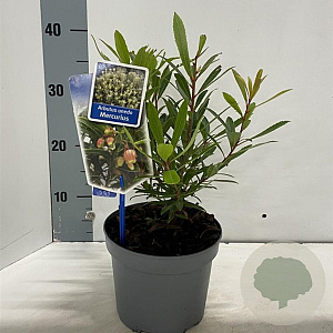 Arbutus unedo Mercurius 20-25 cm 2,0L