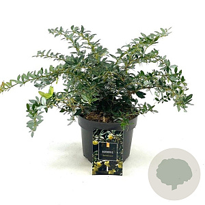 Berberis frikartii 'Amstelveen' 25-30 cm 2,0L