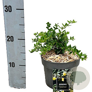 Berberis frikartii 'Amstelveen' 25-30 cm 2,0L