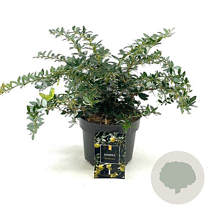 Berberis frikartii 'Amstelveen' 25-30 cm 2,0L