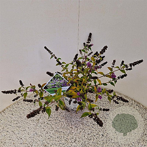 Buddleja 'Blue Chip' 30-35 cm 3,0L