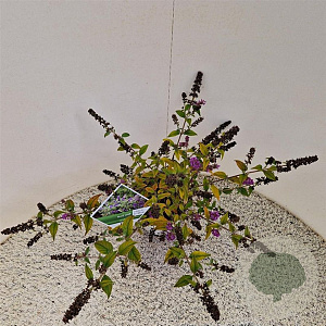 Buddleja 'Blue Chip' 30-35 cm 3,0L