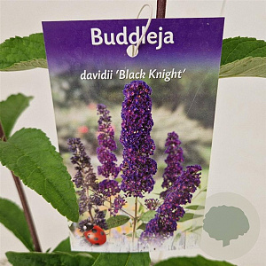 Buddleja d. 'Black Knight' 50-55 cm 3,0L