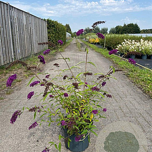 Buddleja d. 'Royal Red' 80-100 cm 10L