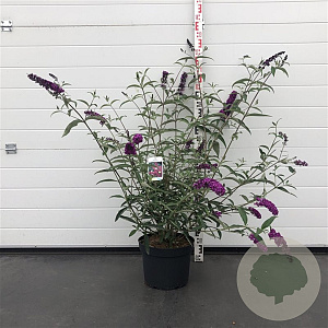 Buddleja d. 'Royal Red' 80-100 cm 10L