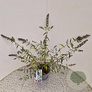 Buddleja Free Petite Snow White 25-30 cm 2,5L