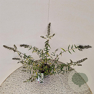 Buddleja Free Petite Snow White 25-30 cm 2,5L
