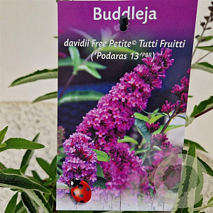 Buddleja Free Petite Tutti Fruitti 25-30 cm 2,5L