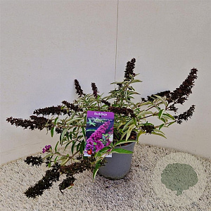 Buddleja Free Petite Tutti Fruitti 25-30 cm 2,5L