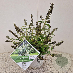 Buddleja White Chip 25-30 cm 3,0L