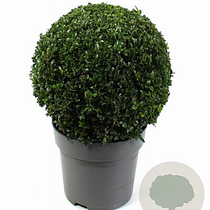 Buxus sempervirens 25 cm 5,0L bol