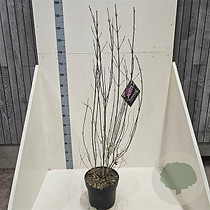 Callicarpa bod. 'Profusion' 100-125 cm 10L