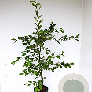 Carpinus betulus 80-100 cm 5,0L geveerd