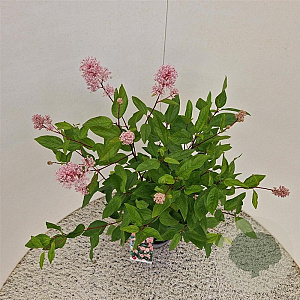 Ceanothus pallidus 'Marie Simon' 40-45 cm 2,5L