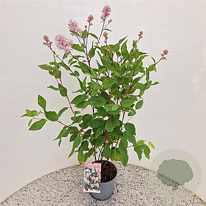 Ceanothus pallidus 'Marie Simon' 40-45 cm 2,5L