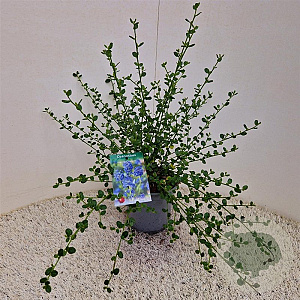 Ceanothus impressus 'Victoria' 20-25 cm 2,5L