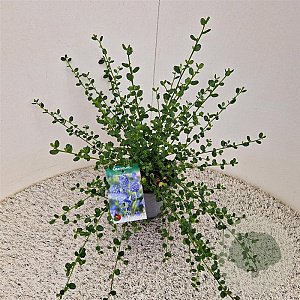 Ceanothus impressus 'Victoria' 20-25 cm 2,5L