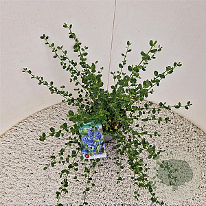 Ceanothus impressus 'Victoria' 20-25 cm 2,5L