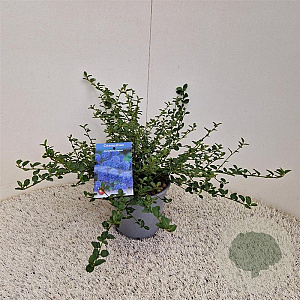 Ceanothus thyrsiflorus repens 25-30 cm 2,5L