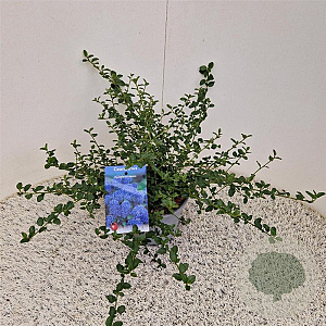 Ceanothus thyrsiflorus repens 25-30 cm 2,5L