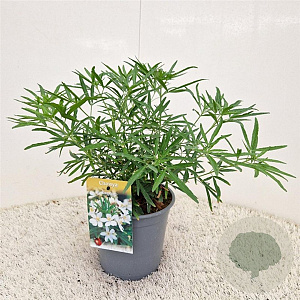 Choisya 'Aztec Pearl' 25-30 cm 2,5L