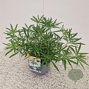 Choisya 'Aztec Pearl' 25-30 cm 2,5L