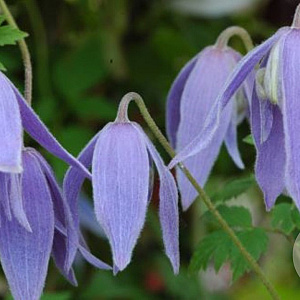 Clematis 'Cyanea' 80-100 cm rozenpot 2L