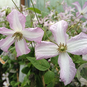 Clematis 'Little Nell' 80 cm rozenpot 2L