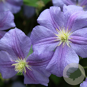 Clematis 'Perle d'Azur' 80 cm rozenpot 2L