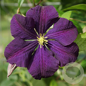 Clematis 'Violetta' 80 cm rozenpot 2L