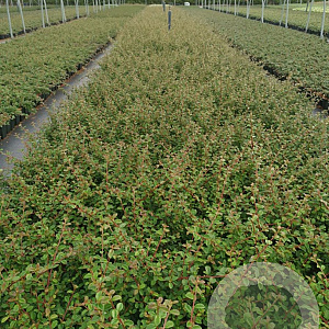 Cotoneaster suec. 'Coral Beauty' GM P9